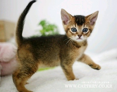 고냥이 10종 | 인스티즈