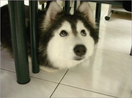 서로 다른 종의 동물을 같이 키웠을때 생길수있는일.gif | 인스티즈