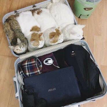 여행을 못가는 이유 | 인스티즈