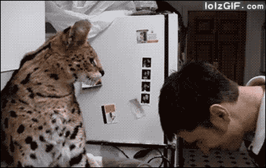 두가지로 갈리는 고양이 | 인스티즈