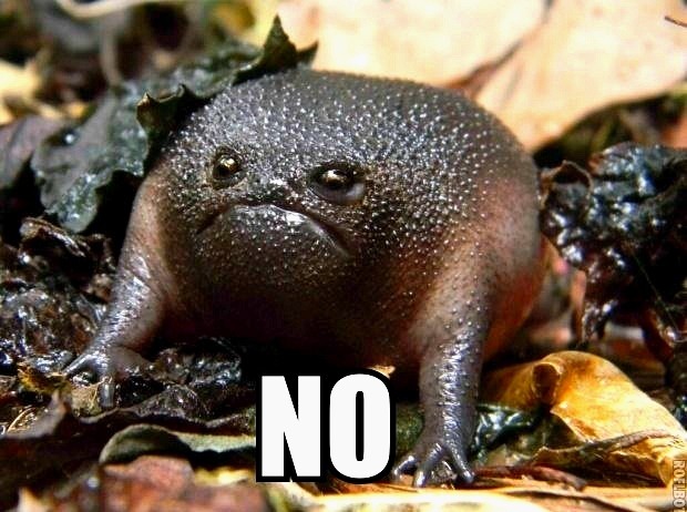 당신이 처음 봤을 수도 있는 희귀동물들 | 인스티즈