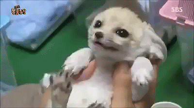 치명적인 사막여우.gif | 인스티즈