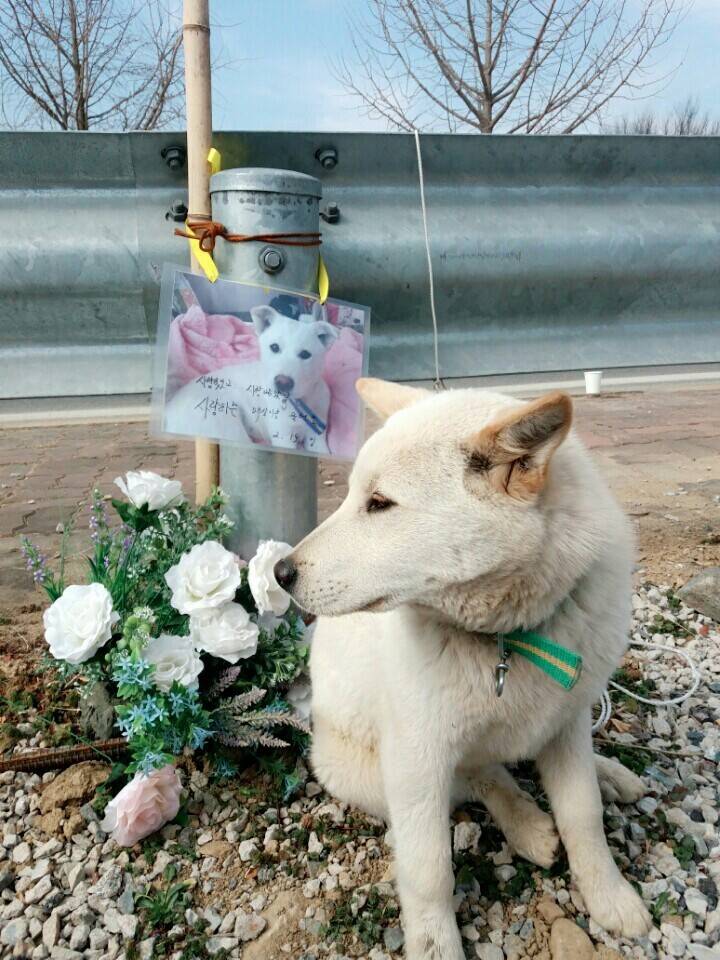 2월19일 일요일. 개소주가 되어버린 나의 가족 매실이를 예쁜매실나무로 만들어 보내주었습니다 | 인스티즈