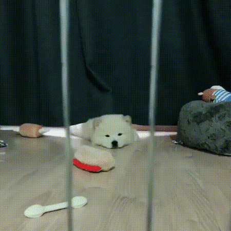 경리가 키우는 강아지 차우차우 시로 | 인스티즈