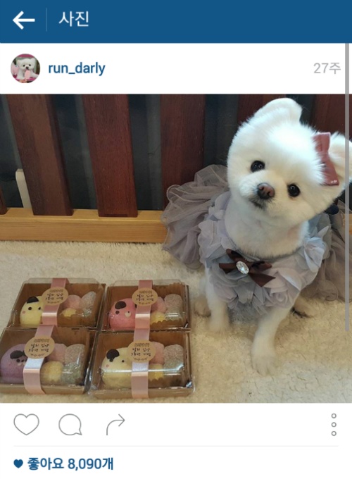 유기견에서 스타강아지가 되기까지 달리의 변화모습 | 인스티즈