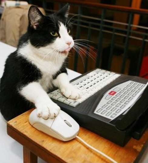 인터넷에서 강아지보다 고양이가 좋다는새끼들 특징.jpg | 인스티즈