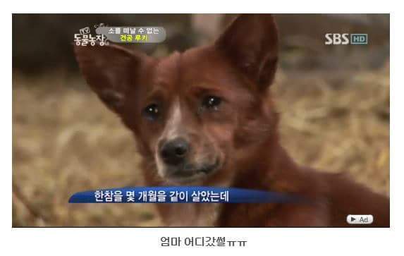 소를 어미라고 생각하는 강아지 | 인스티즈