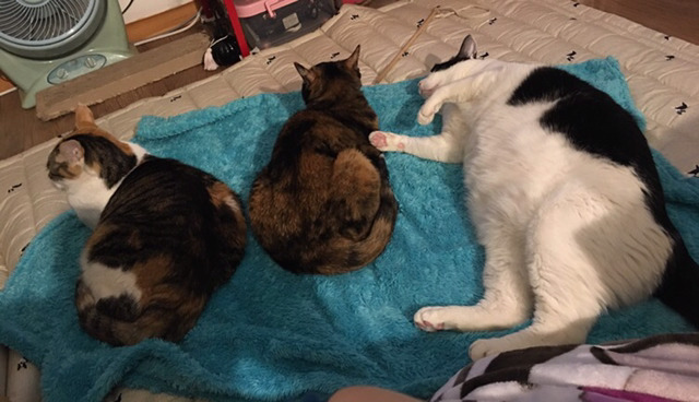 밑에 확대범 냥이 일상 사진이요 ㅋㅋㅋ | 인스티즈