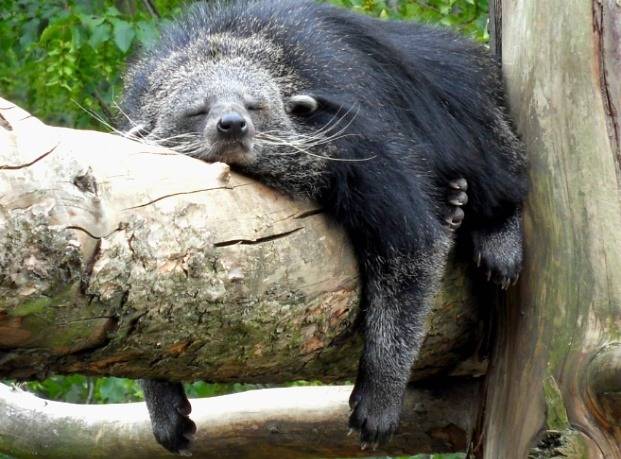 당신이 처음 봤을 수도 있는 희귀동물들 | 인스티즈