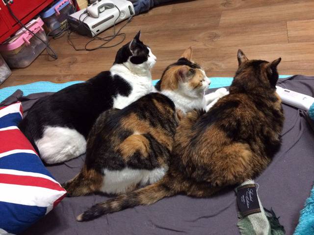 밑에 확대범 냥이 일상 사진이요 ㅋㅋㅋ | 인스티즈