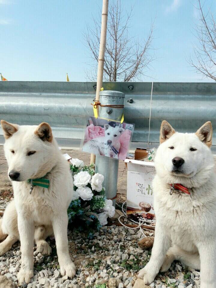 2월19일 일요일. 개소주가 되어버린 나의 가족 매실이를 예쁜매실나무로 만들어 보내주었습니다 | 인스티즈