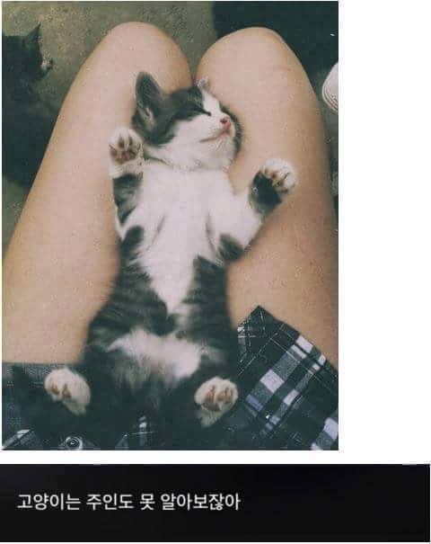 고양이 모시는 사람이 들으면 상처받는 말들.jpg | 인스티즈