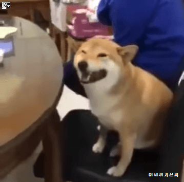재채기 하는 시바.gif | 인스티즈