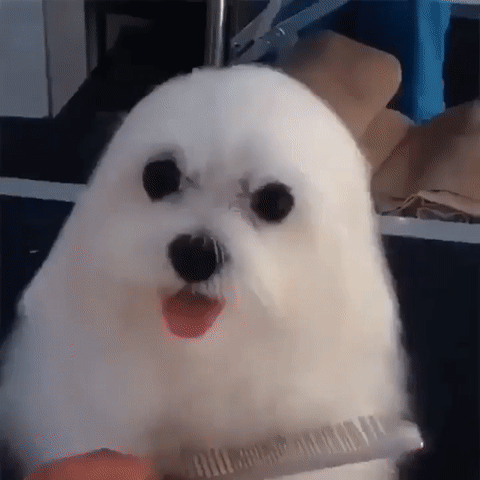 물개컷으로 해주세요.gif | 인스티즈