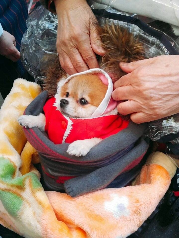 시장에서 할머니가 유모차에 댕댕이 태워가는 모습.jpg | 인스티즈