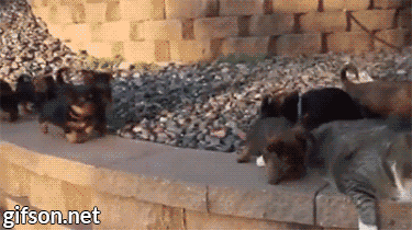 [데이터주의] 새끼 동물들 .GIF | 인스티즈