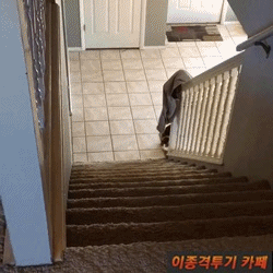 선천적 기형으로 두발로 걷는 고양이 | 인스티즈