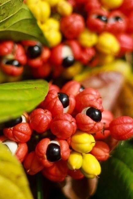 과일 과라나를 아시나요? (혐오주의) | 인스티즈