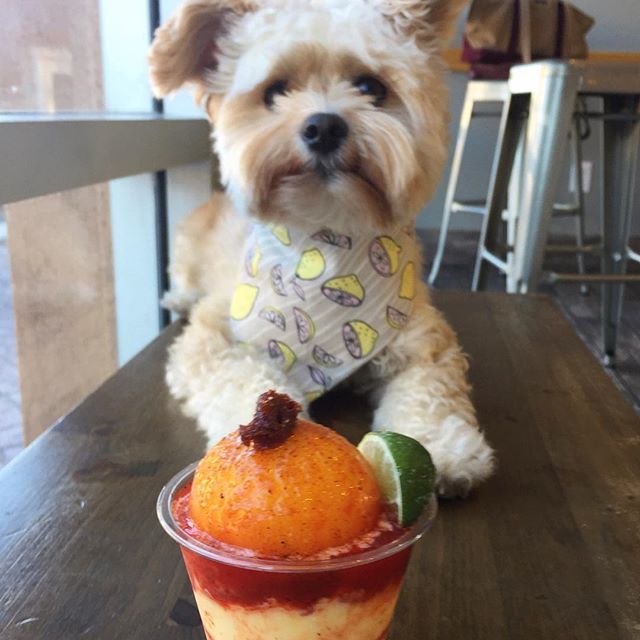 미식가 강아지 뽀빠이 | 인스티즈