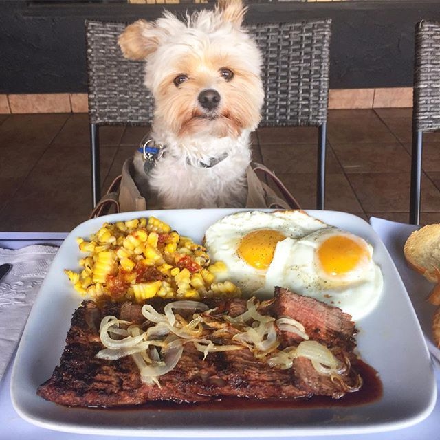 미식가 강아지 뽀빠이 | 인스티즈