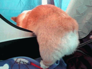 심쿵주의 다리가 짧아 슬픈 동물 모음 | 인스티즈