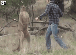 코너 맥그리거 vs 캥거루 | 인스티즈