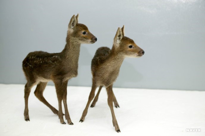 전세계적으로 멸종위기 동물이지만 우리나라에서는 너무많아서 골치아픈동물 | 인스티즈