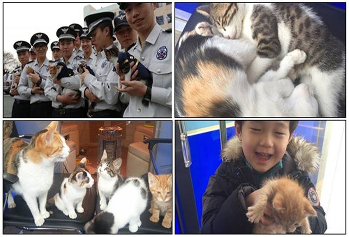 경찰복 입은 고양이들... (귀여움 주의) | 인스티즈