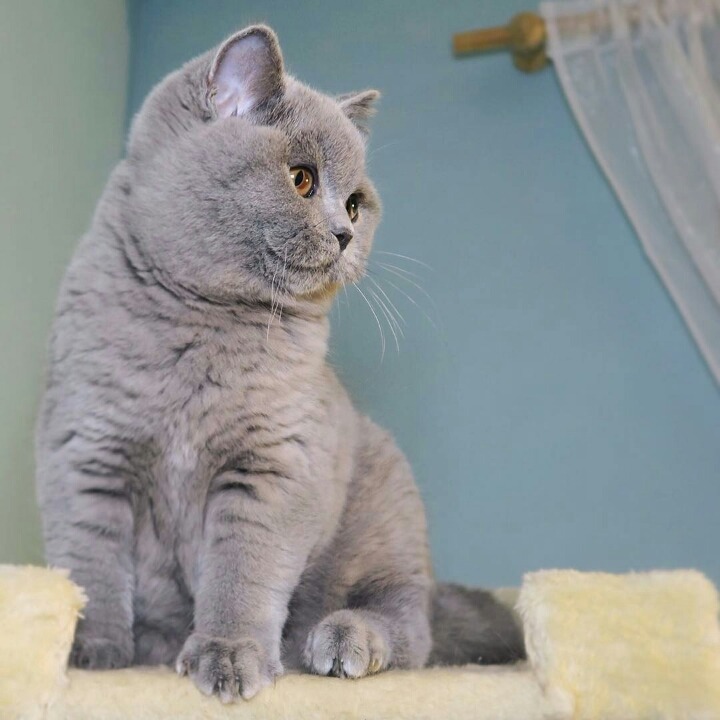 영국 토종고양이 | 인스티즈