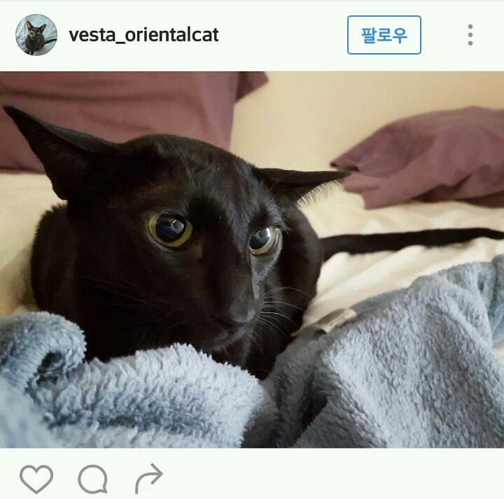 고양이계의 코봉이 오리엔탈 숏헤어 | 인스티즈