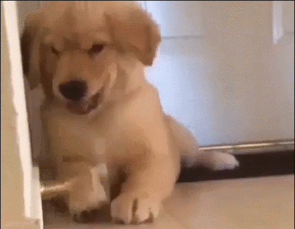 골든 리트리버 화내는 모습ㄷㄷㄷ.gif (무서움주의) | 인스티즈