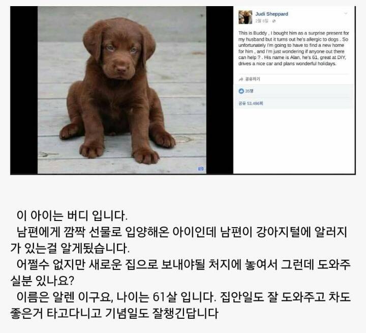 남편이 강아지 알러지가 있어서 입양보냅니다 | 인스티즈