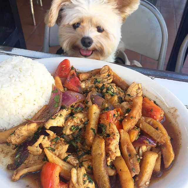 미식가 강아지 뽀빠이 | 인스티즈