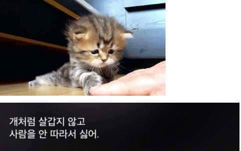 고양이 모시는 사람이 들으면 상처받는 말들.jpg | 인스티즈