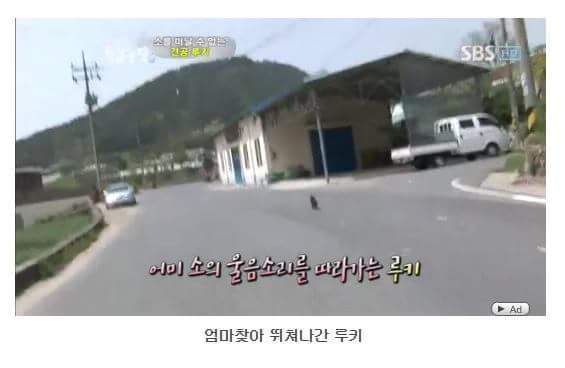 소를 어미라고 생각하는 강아지 | 인스티즈