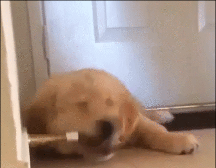 골든 리트리버 화내는 모습ㄷㄷㄷ.gif (무서움주의) | 인스티즈