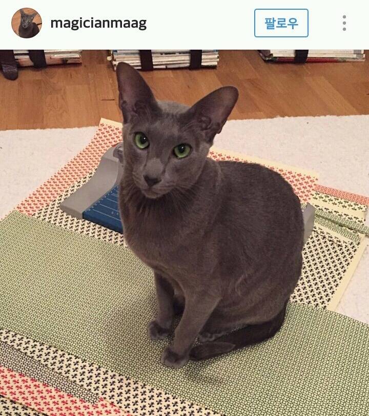 고양이계의 코봉이 오리엔탈 숏헤어 | 인스티즈