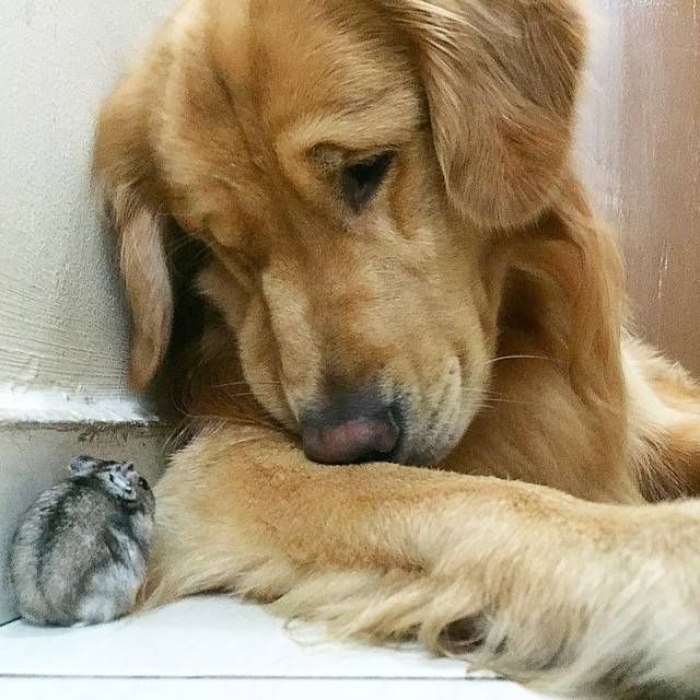 개랑 햄스터랑 새를 함께 키우면 낮은 확률로 일어나는 일 | 인스티즈