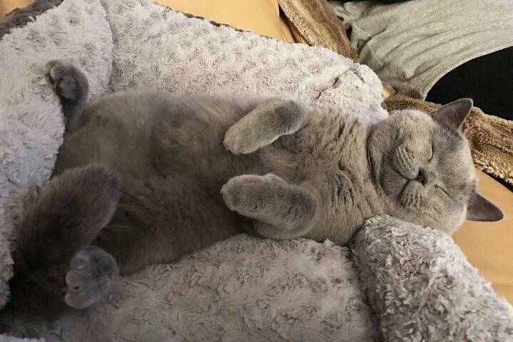 어디서나 잘자는 냥이 | 인스티즈