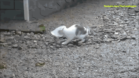 강아지 인성....gif | 인스티즈