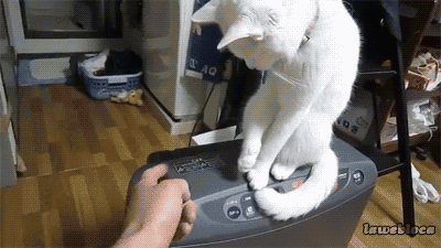 고양이가 싫어하는 행동.gif | 인스티즈