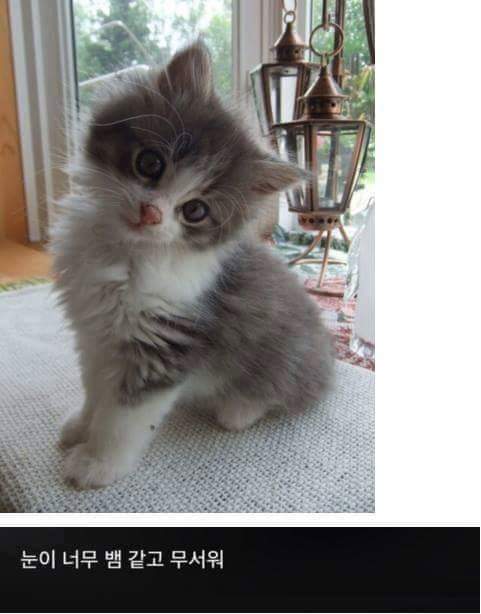 고양이 모시는 사람이 들으면 상처받는 말들.jpg | 인스티즈