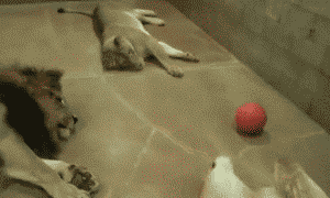 이해가 안되는 냥이들 짤 | 인스티즈