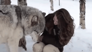 애교 부리는 늑대.gif | 인스티즈