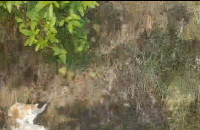 아프리카bj 방송중 고양이 사건 | 인스티즈