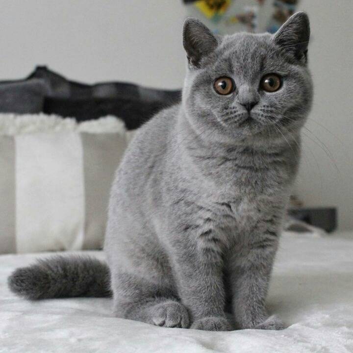 영국 토종고양이 | 인스티즈