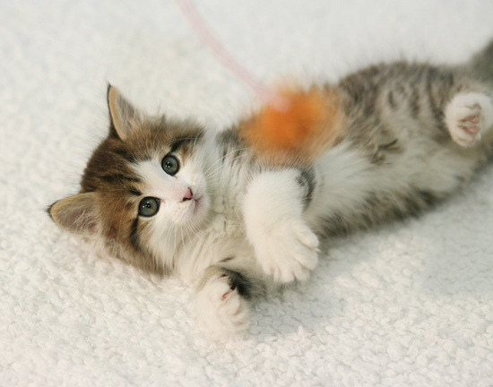 고냥이 10종 | 인스티즈