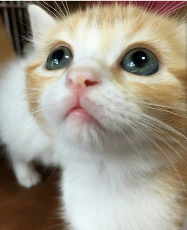 보면 볼수록 신기한 고양이들 입모양 | 인스티즈