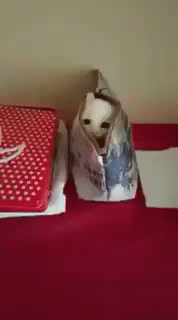 가방속에서 까꿍.gif | 인스티즈