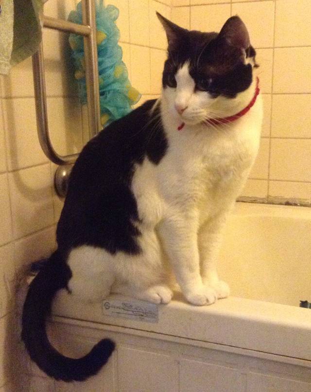 밑에 확대범 냥이 일상 사진이요 ㅋㅋㅋ | 인스티즈